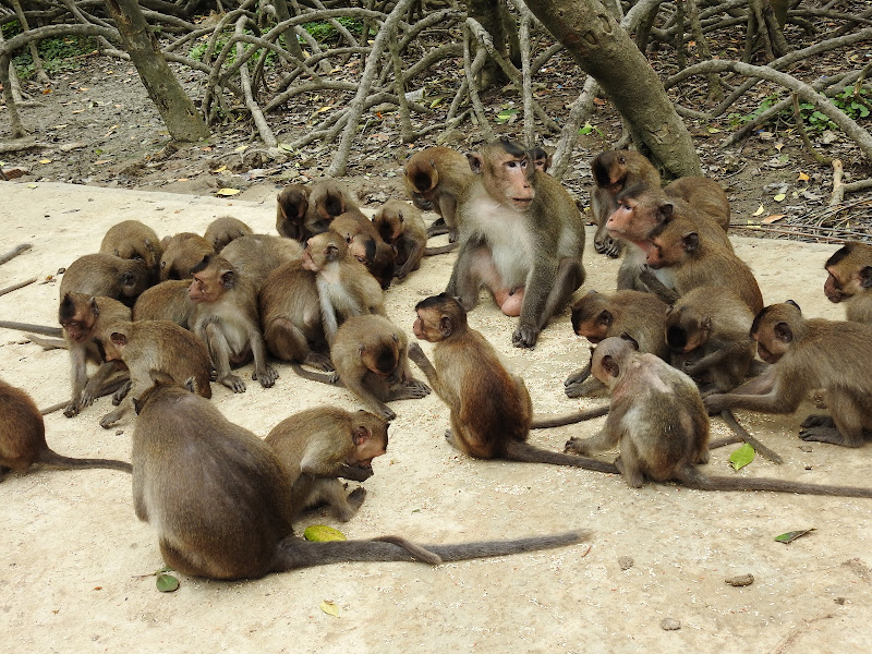 Khu căn cứ Vàm Sát Đảo Khỉ: Vị trí, đánh giá, cách di chuyển